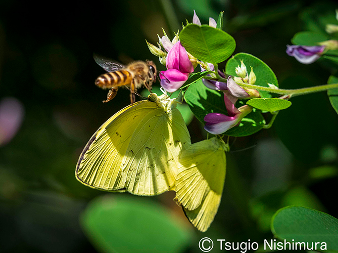 nishimura_208